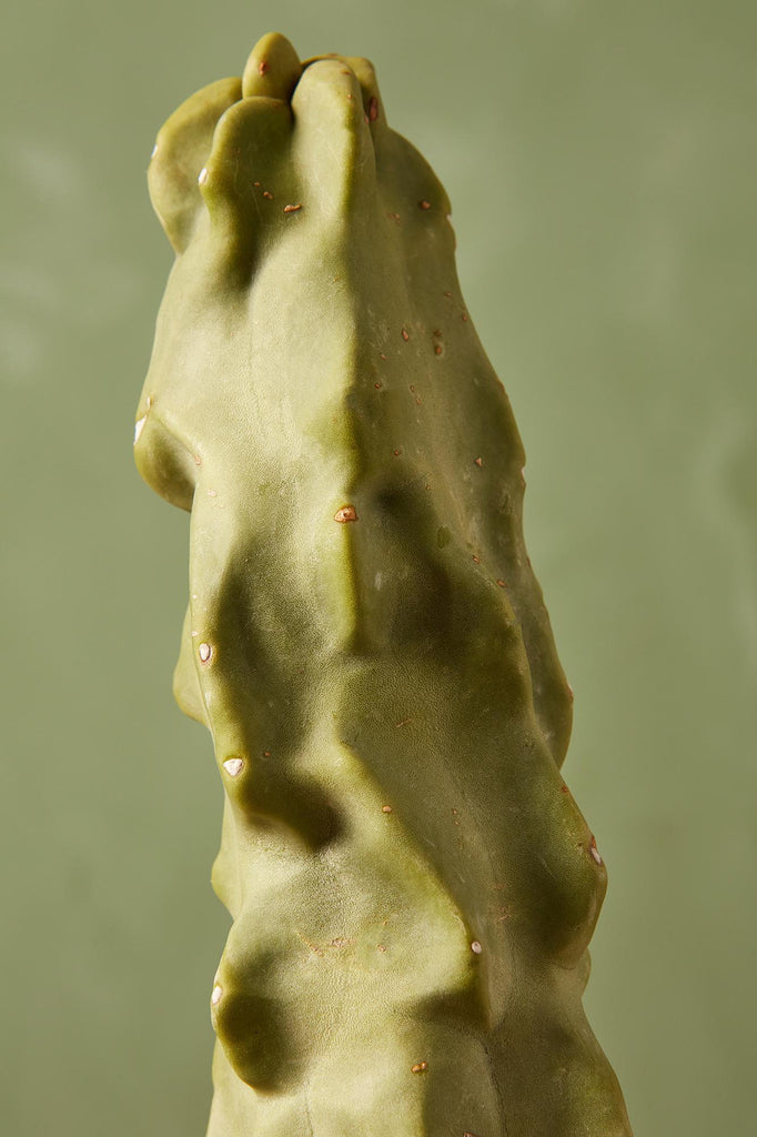 Totem Pole Cactus