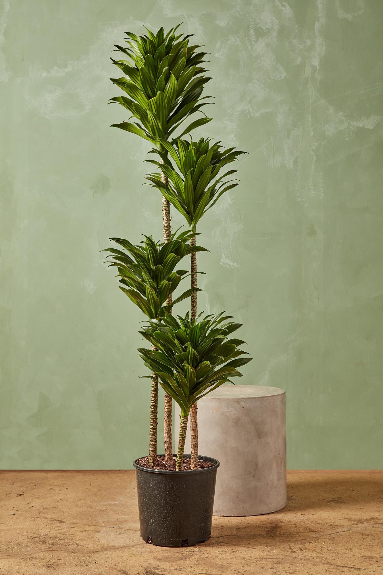 Dracaena 'Janet Craig Compacta'