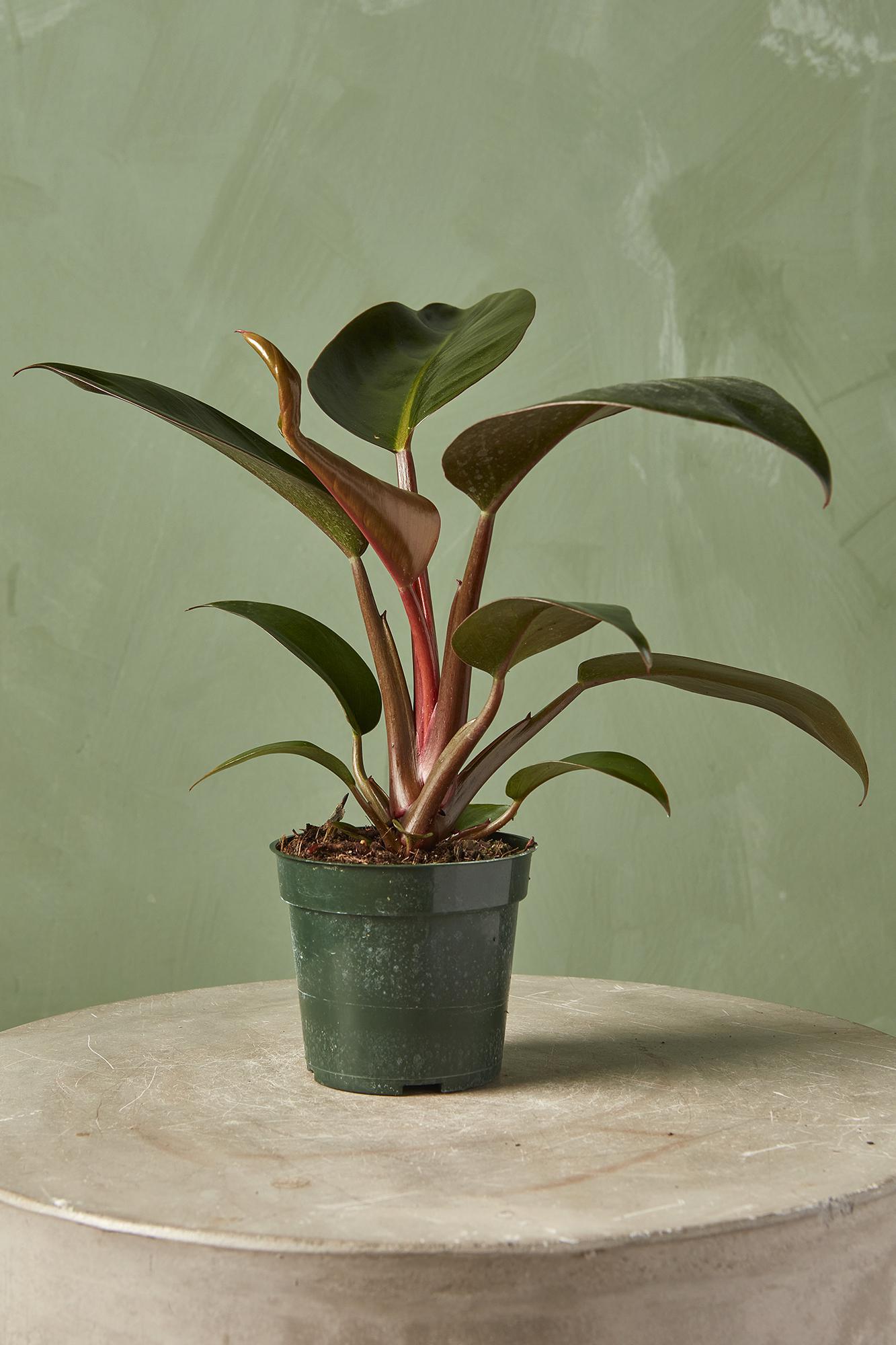 Philodendron 'Rojo Congo'