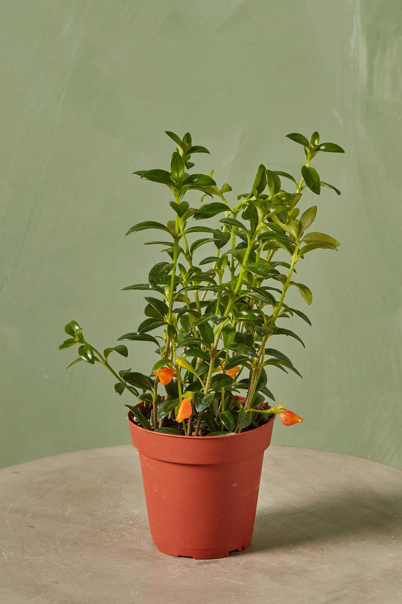 Goldfish Plant