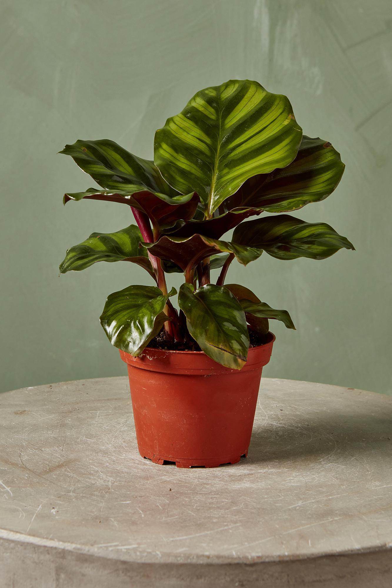 Calathea Fasciata