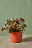 Rex Begonia 'Five and Dime'