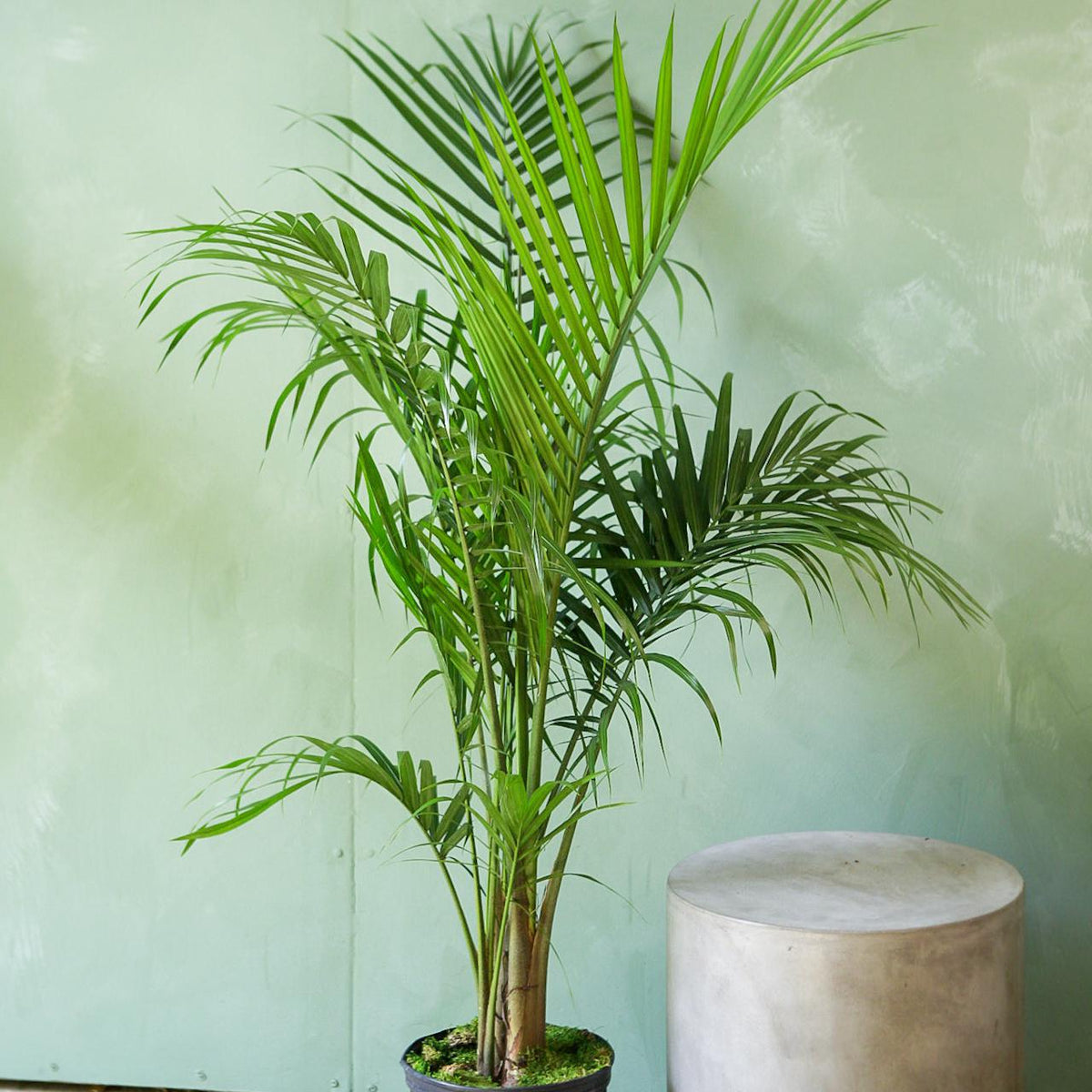 live majesty palm plant Majesty Palm