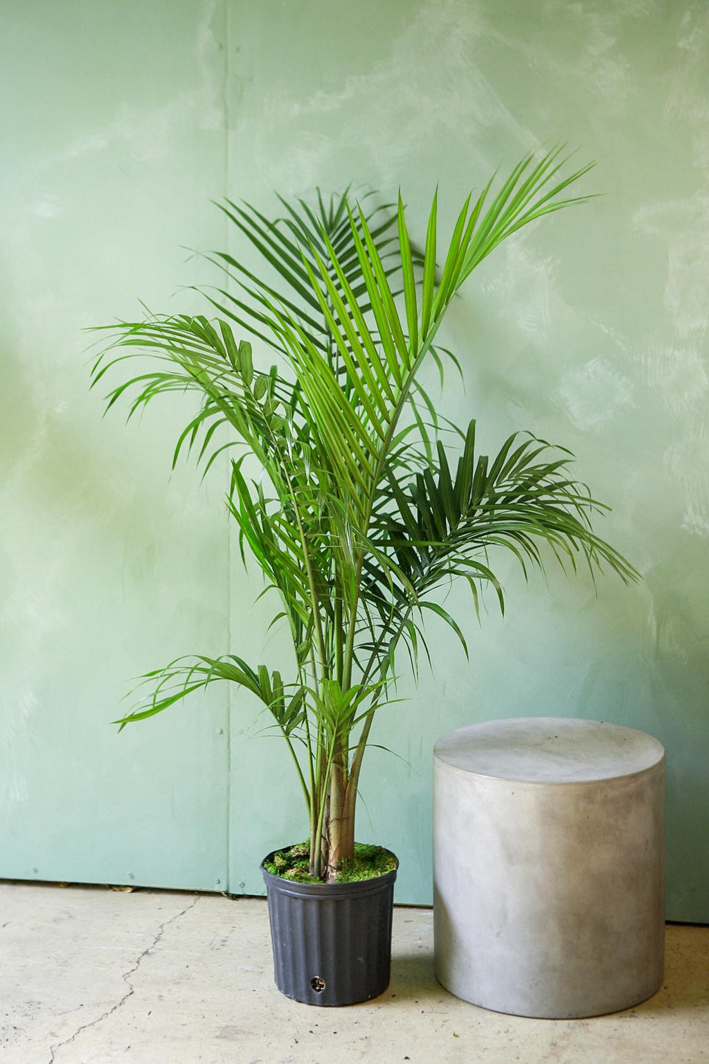 are majesty palms indoor or outdoor plants Majesty Palm