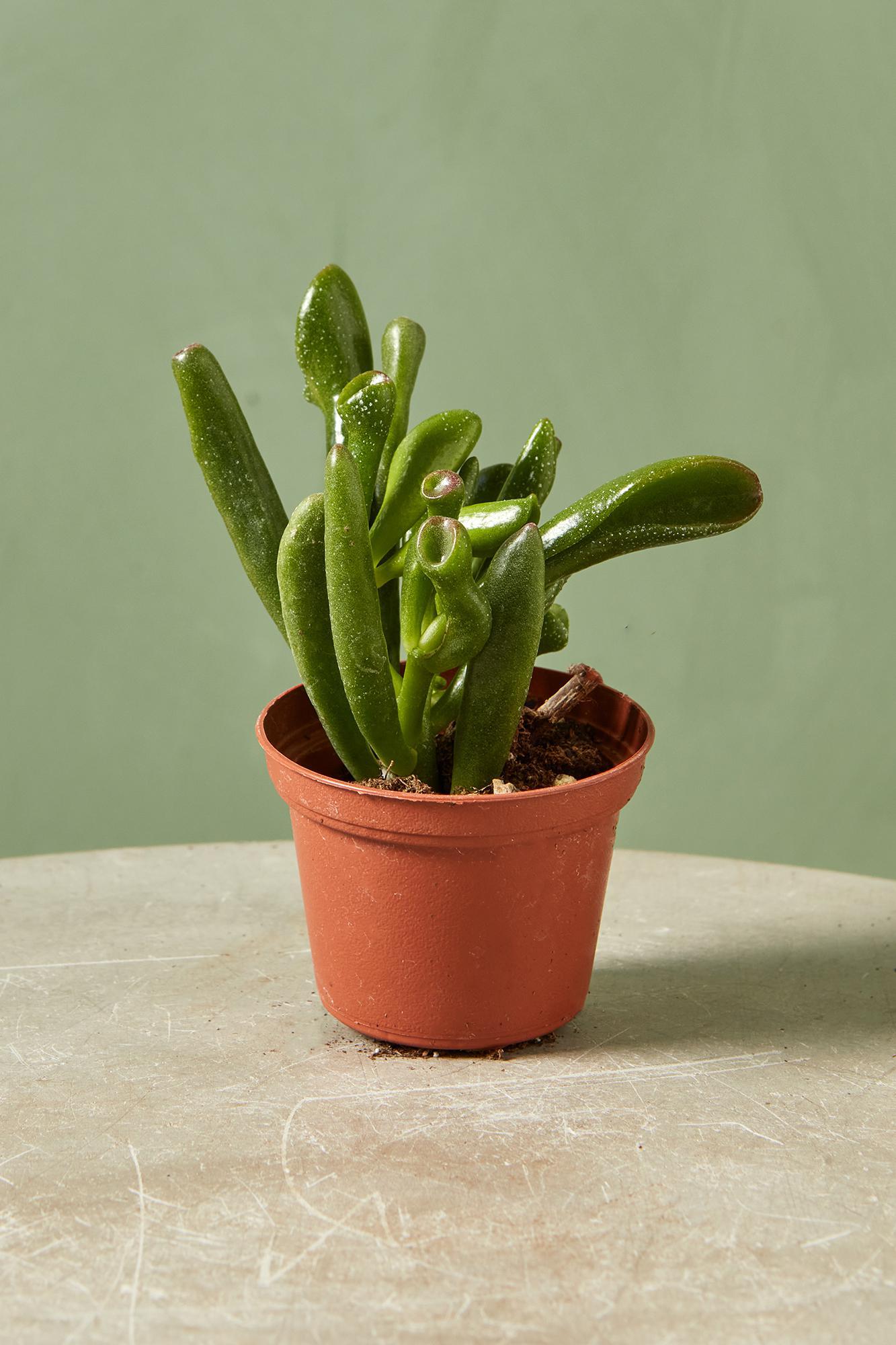 Jade Plant 'Hobbit'