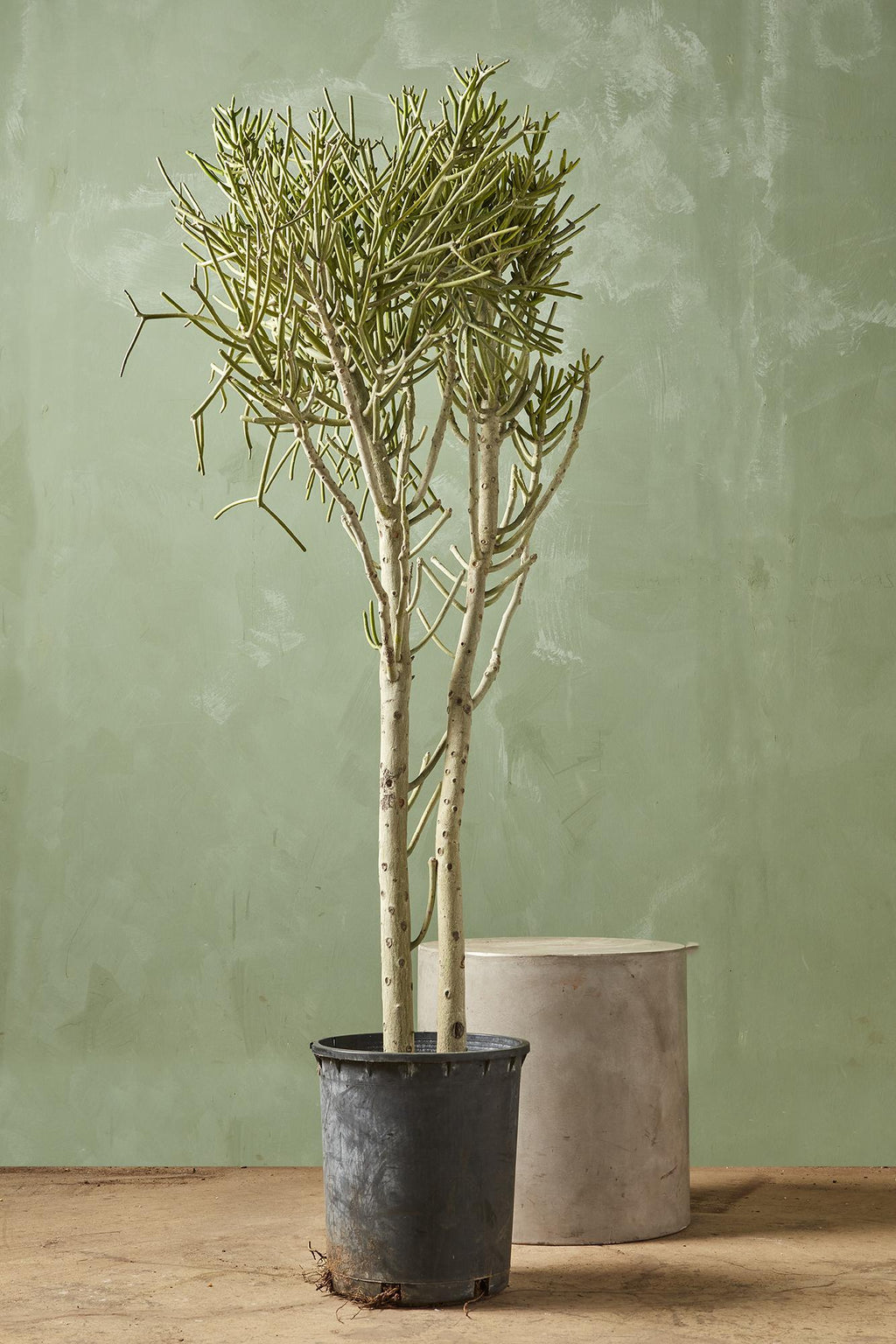 pencil cactus live plant in a 6 inch pot Pencil Cactus