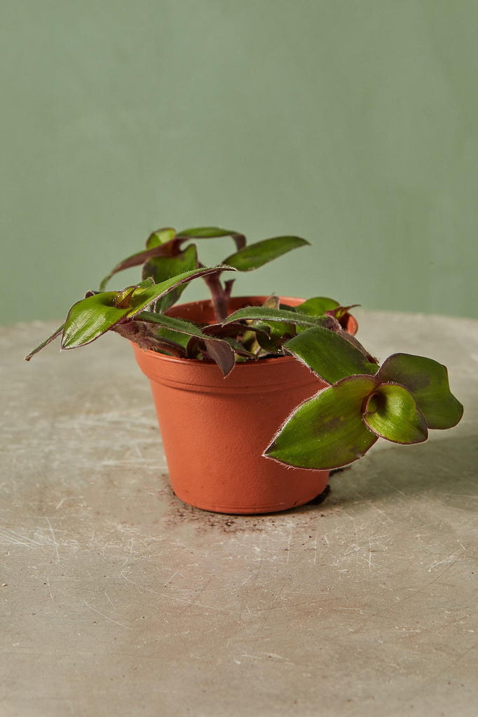 Tradescantia 'Hijau baru'