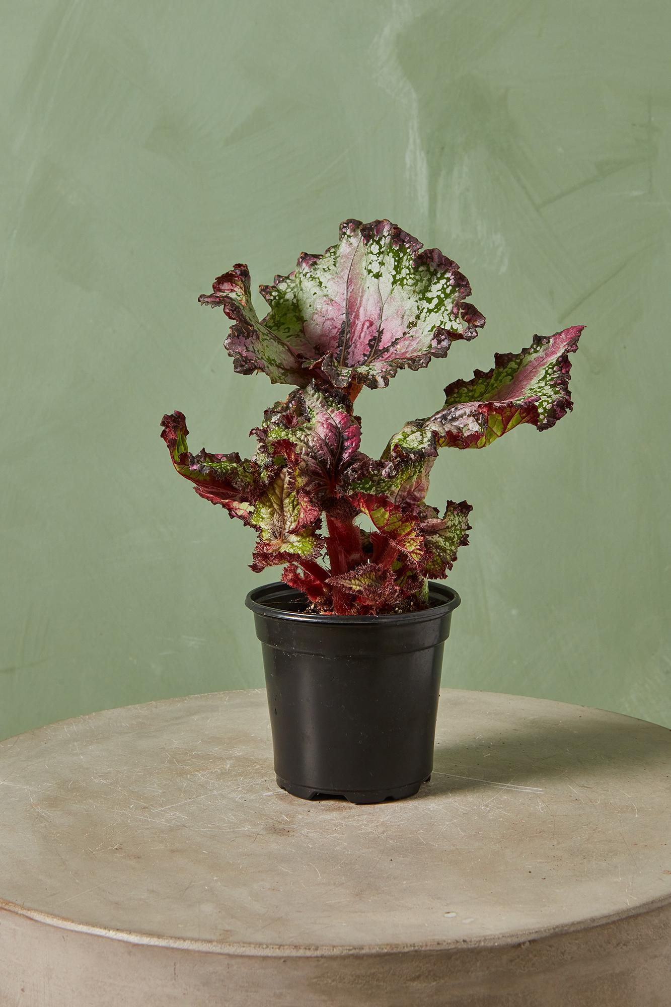 Rex Begonia