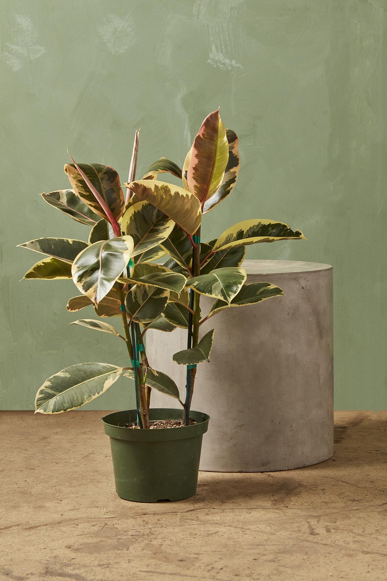 Variegated Rubber Plant