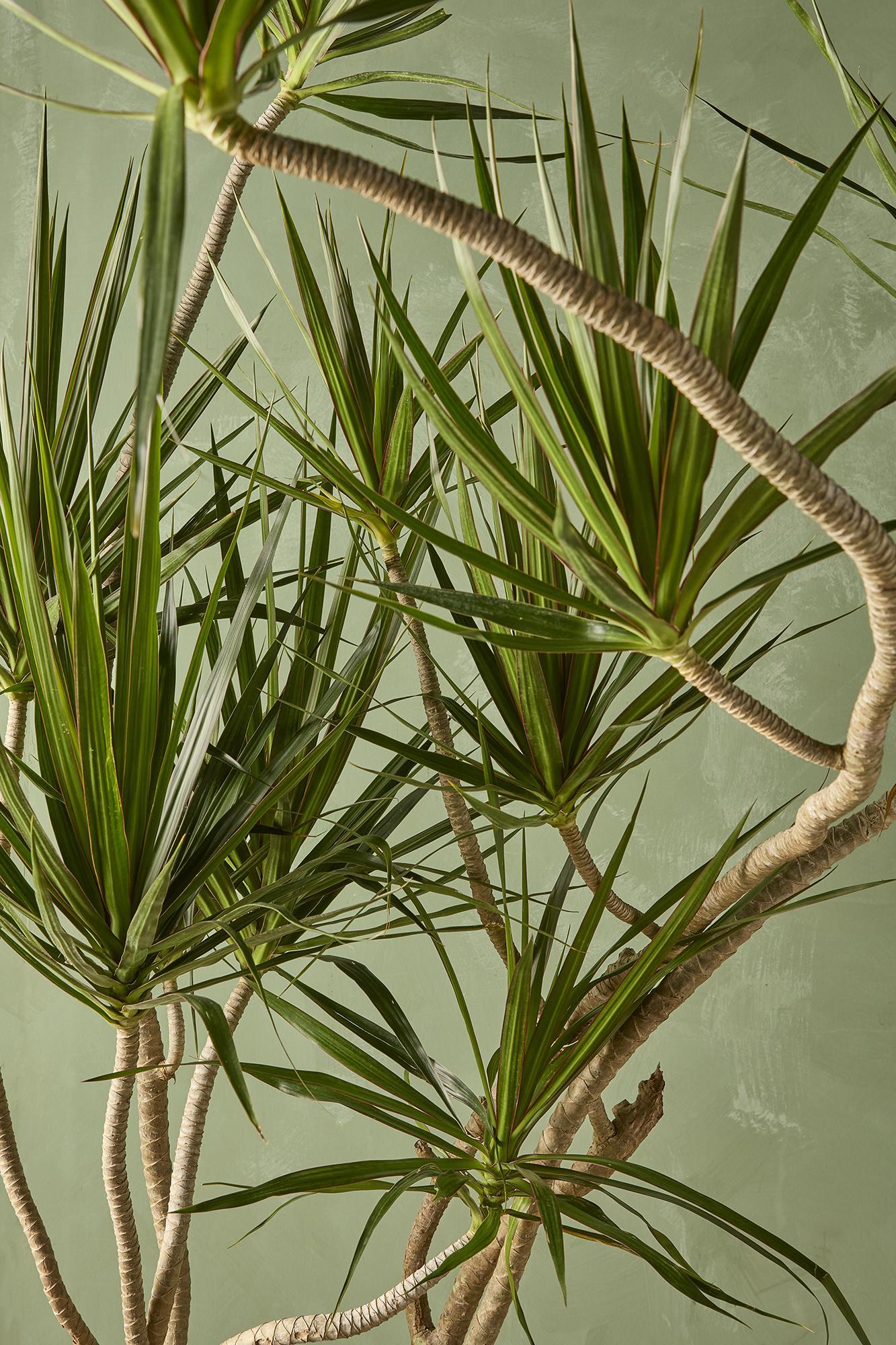 Dracaena 'Tricolor'