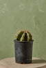 Assorted Cactus