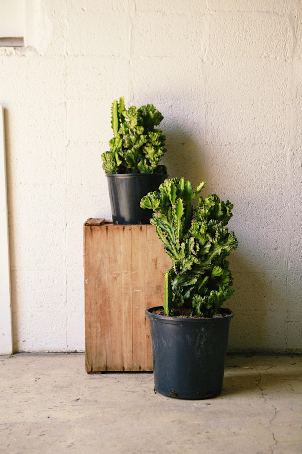 succulent plant that looks like a brain Euphorbia 'Brain Cactus'