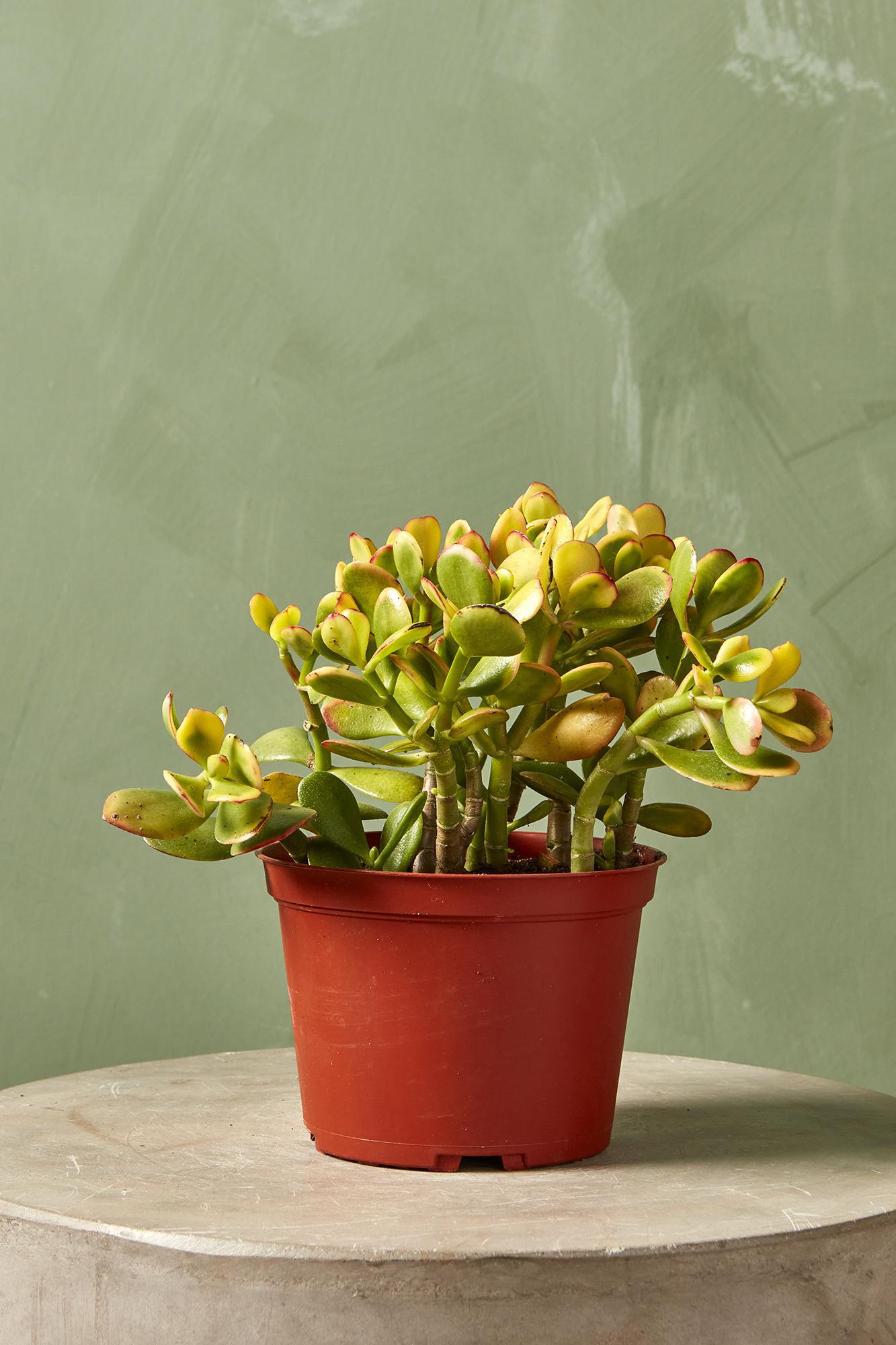 Jade Plant