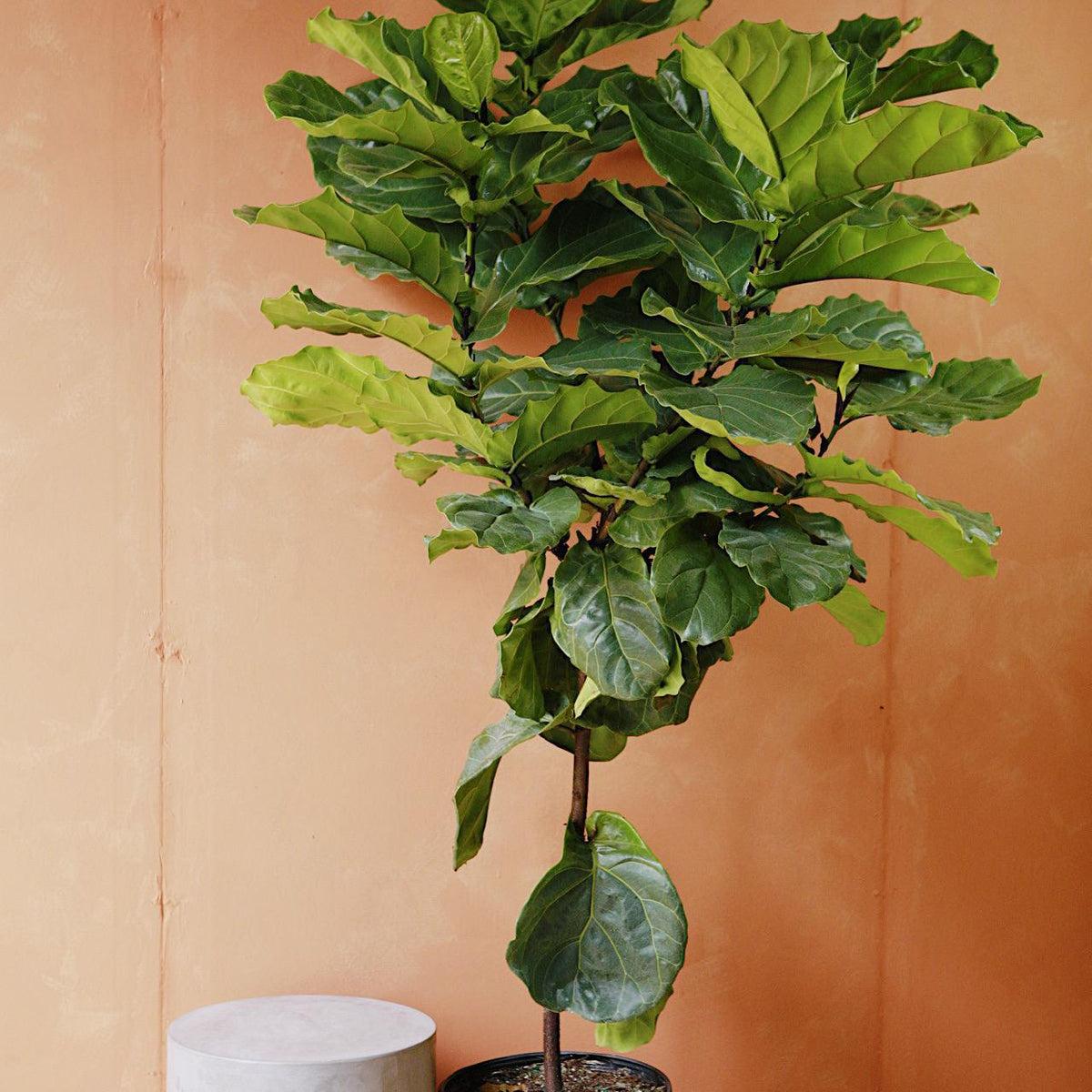 fiddle leaf fig live plant Fiddle Leaf Fig 4"