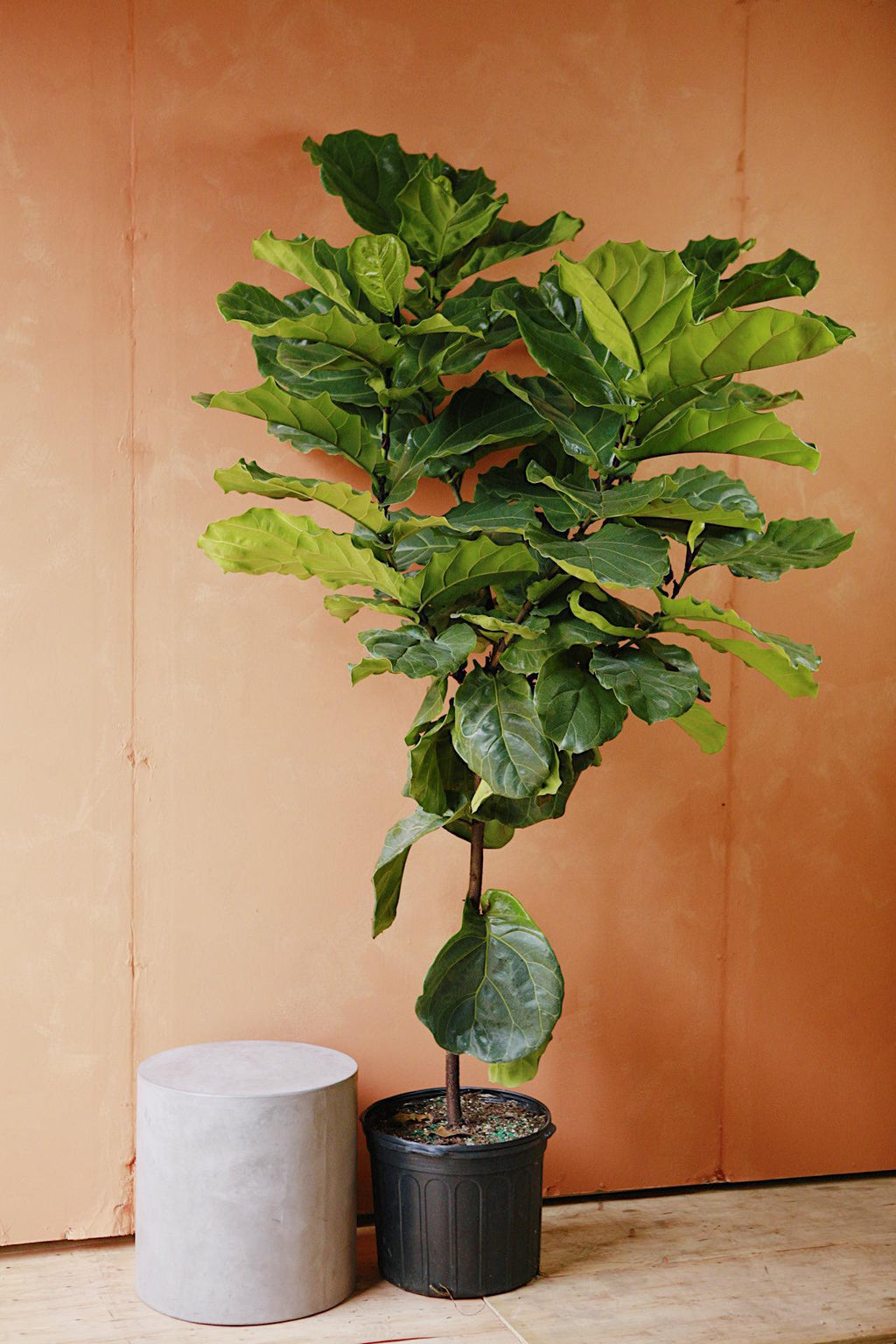 fiddle leaf fig trees near me Fiddle Leaf Fig