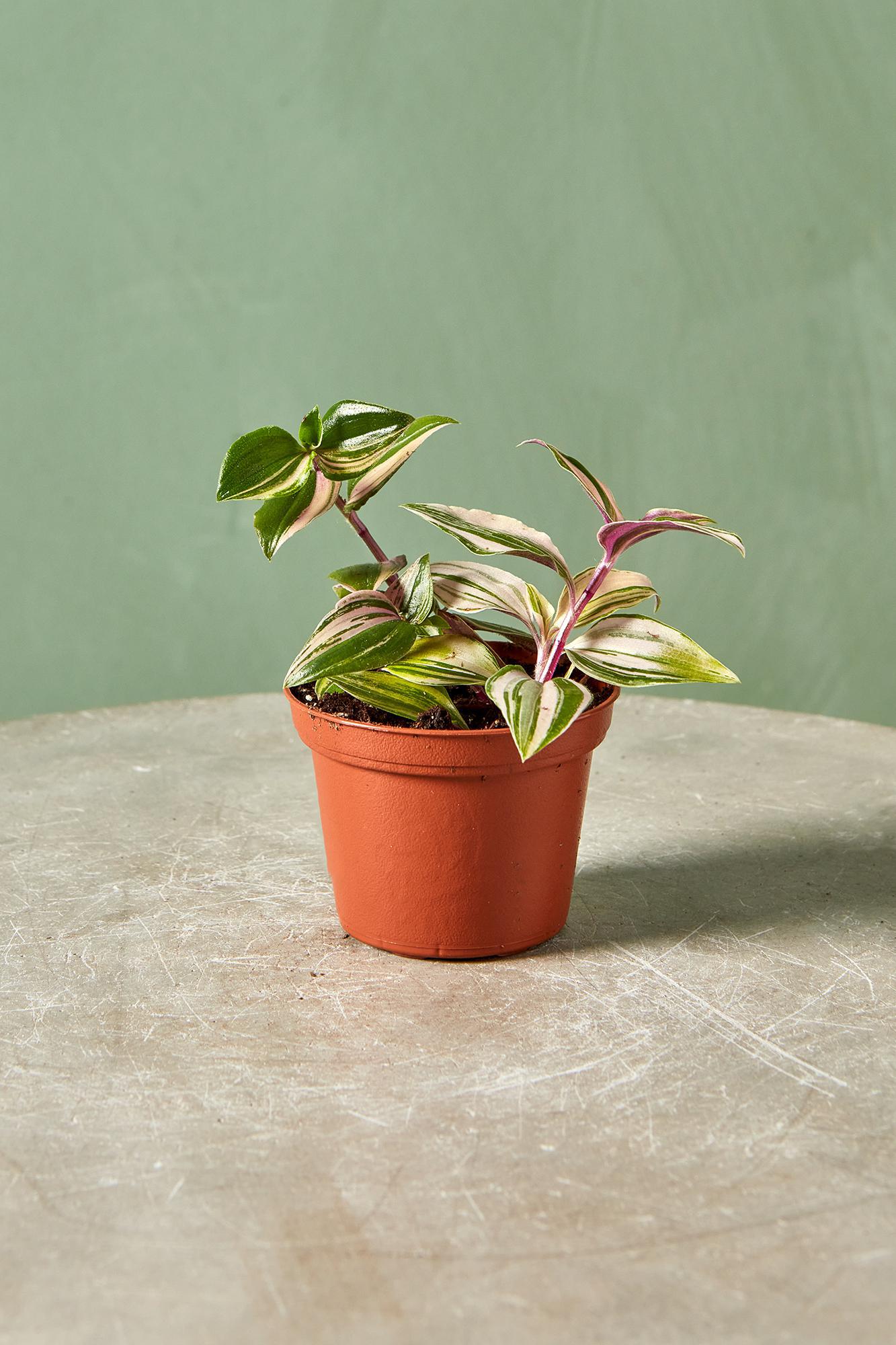 Tradescantia 'Rainbow'