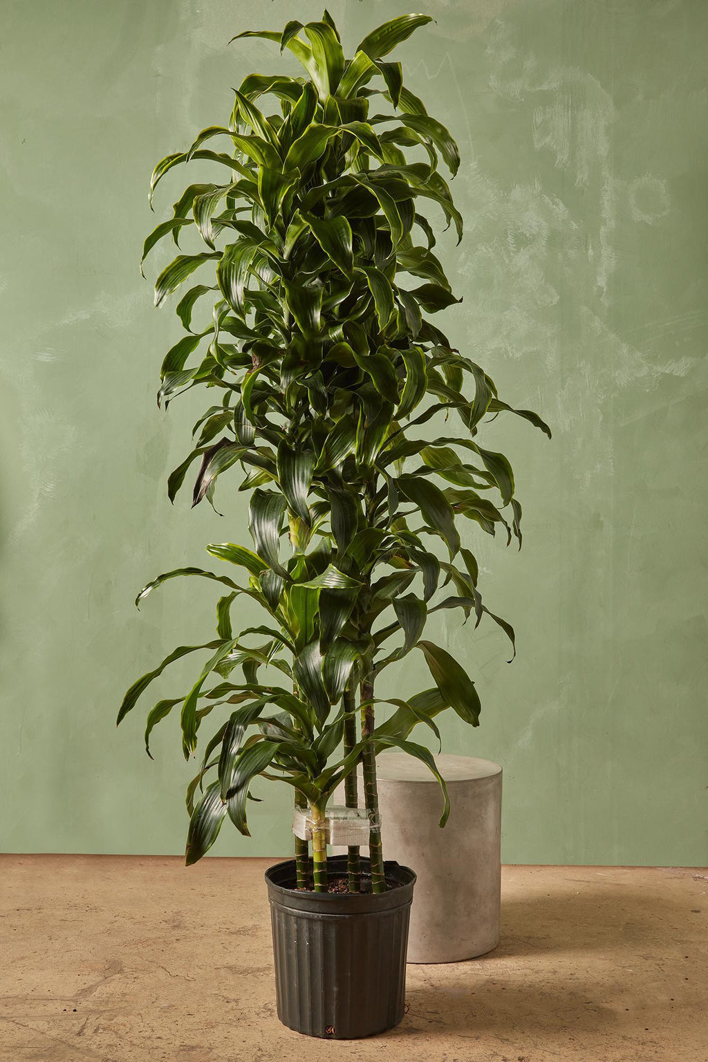 dracaena dorado pruning Dracaena 'Dorado'