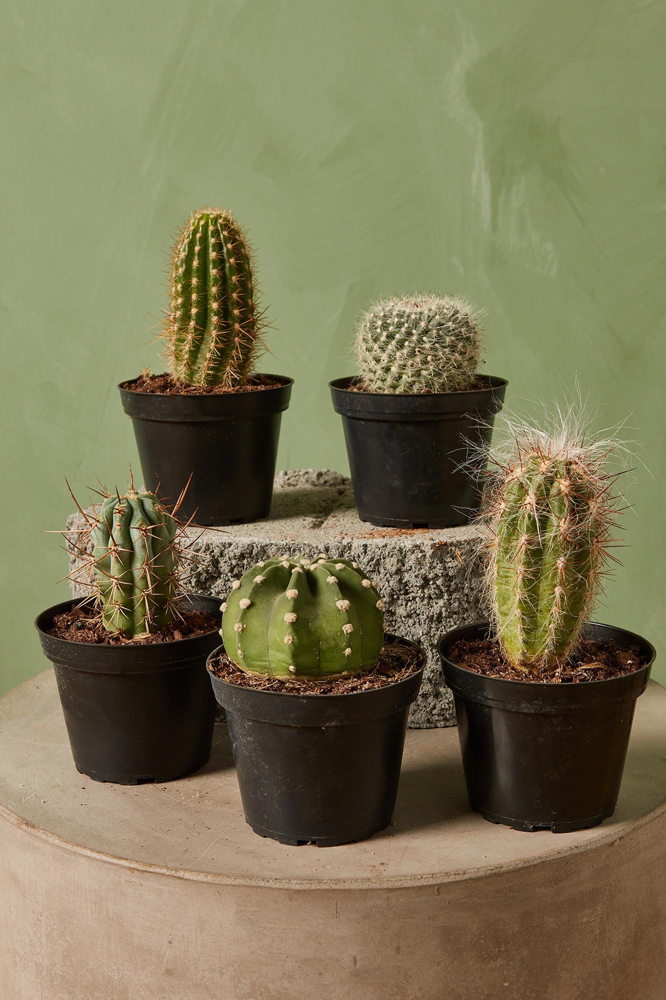 Assorted Cactus