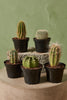 Assorted Cactus