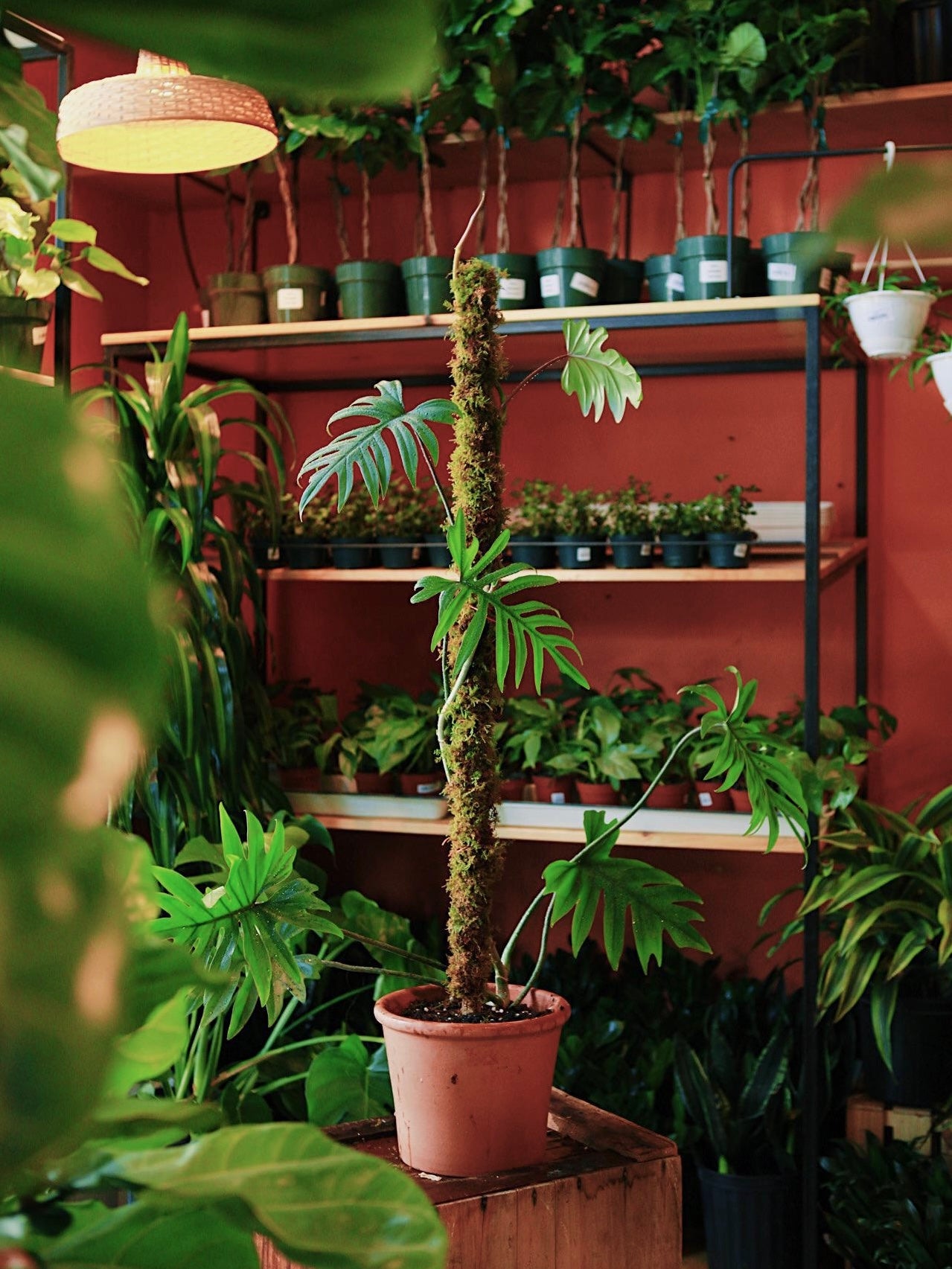 Moss Pole Workshop @ Ballston Quarter - 7pm on March 12