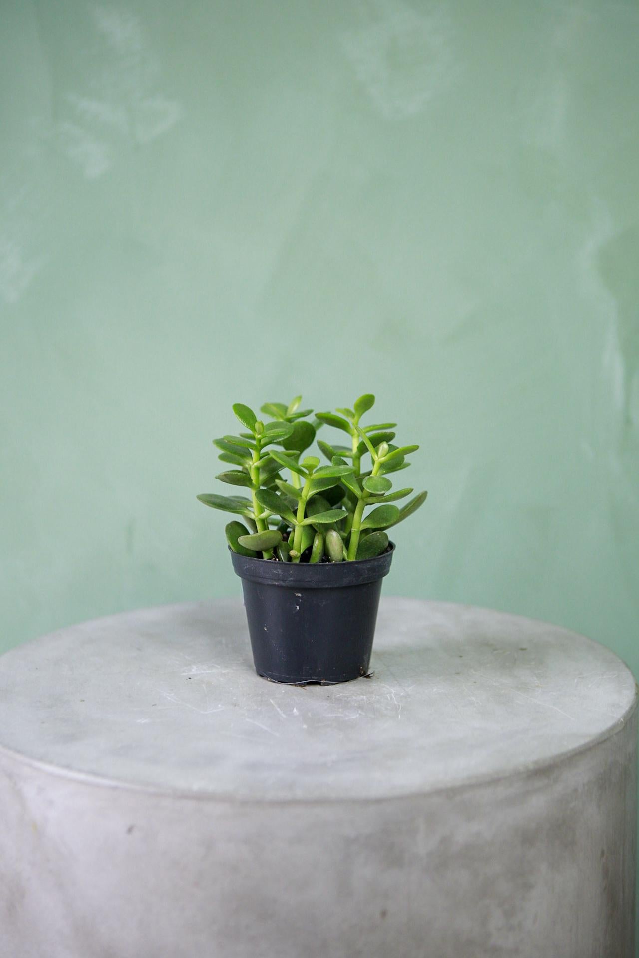 Jade Plant