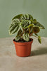 Peperomia 'Grey Luma'