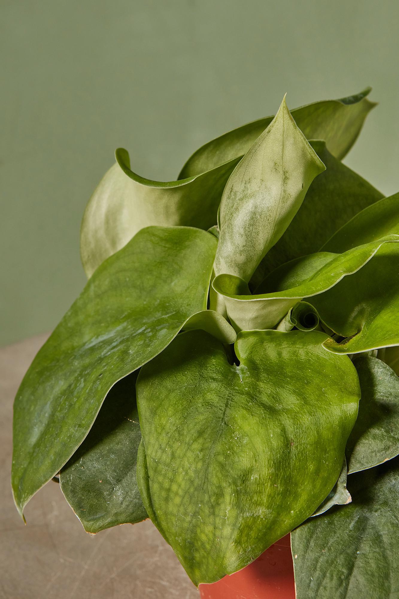 Scindapsus 'Green Satin'