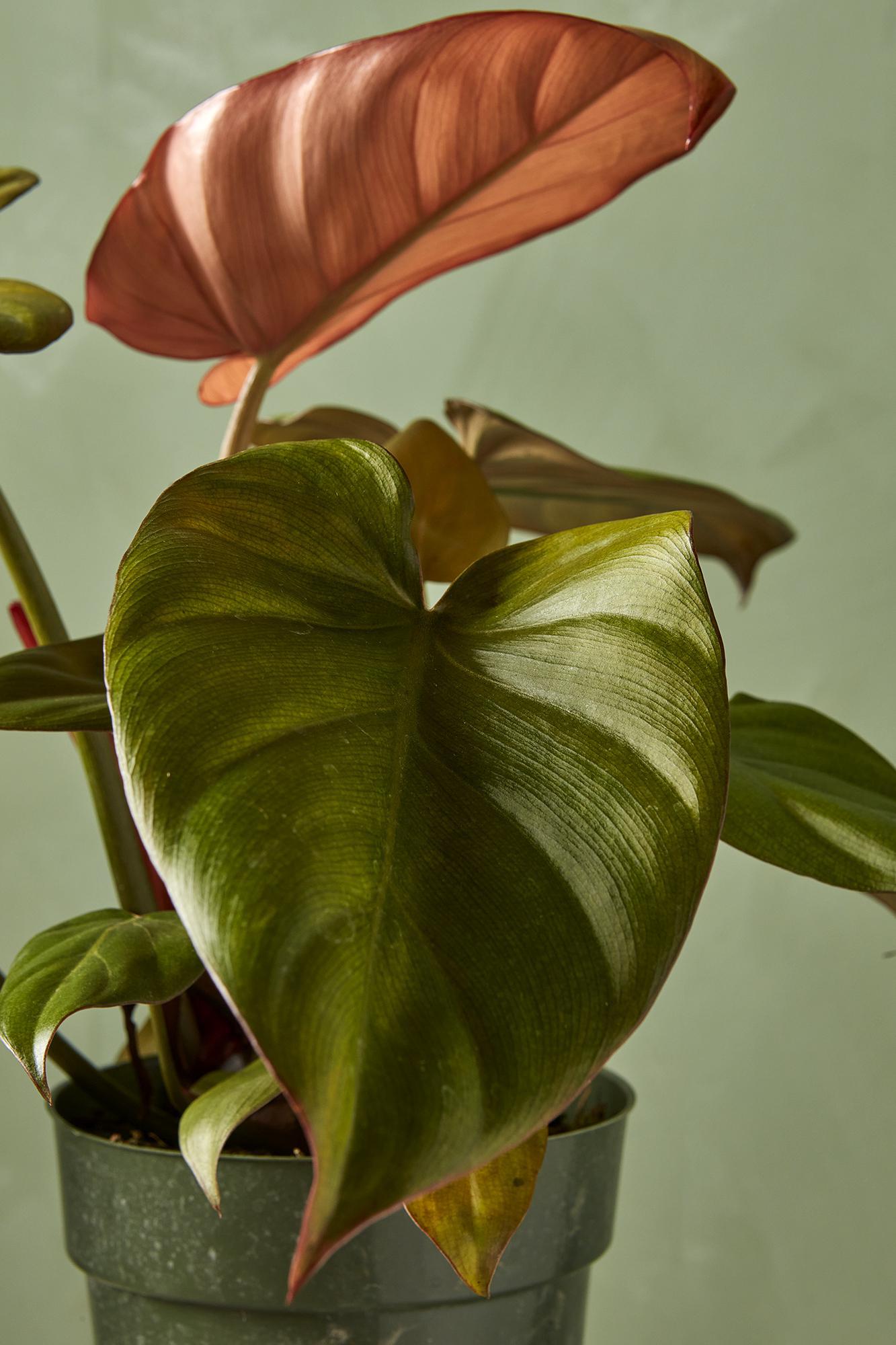Philodendron 'Summer Glory'