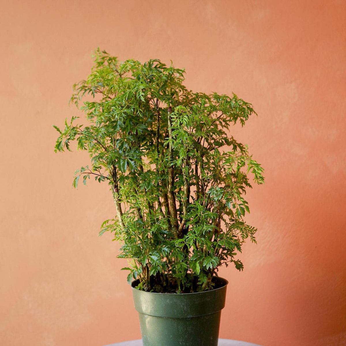 indoor ming aralia plant Ming Aralia