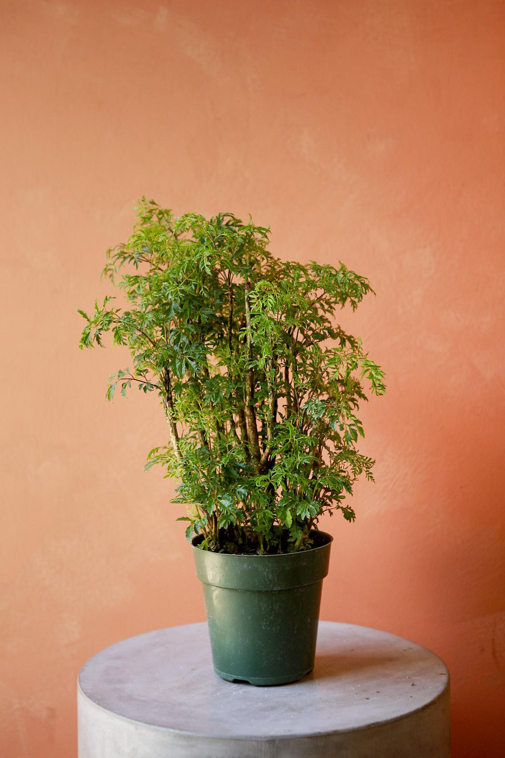 Ming Aralia 6
