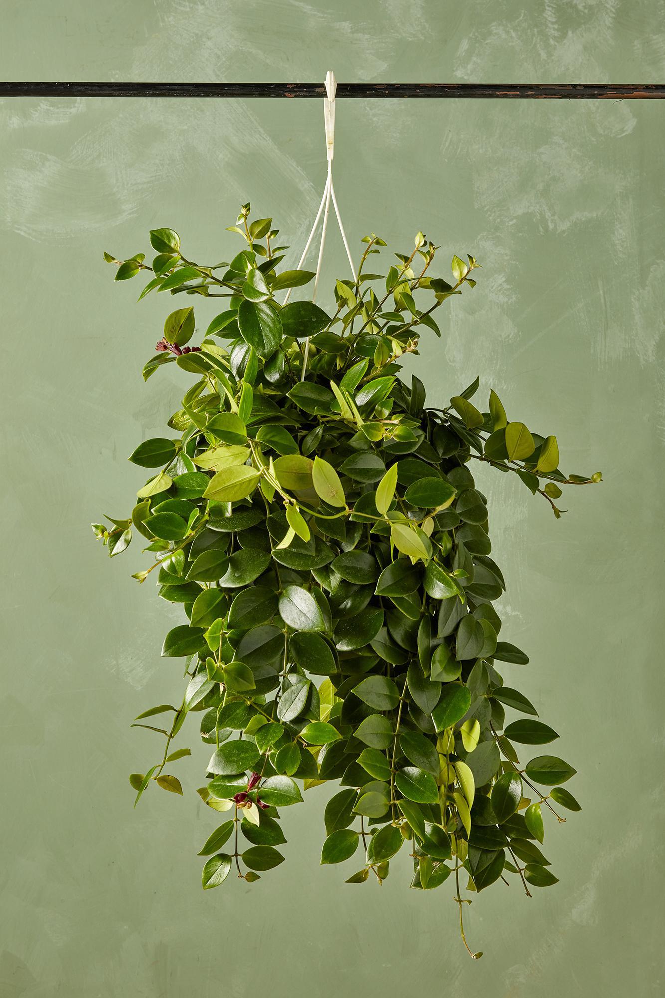 Lipstick Plant 'Mona Lisa'