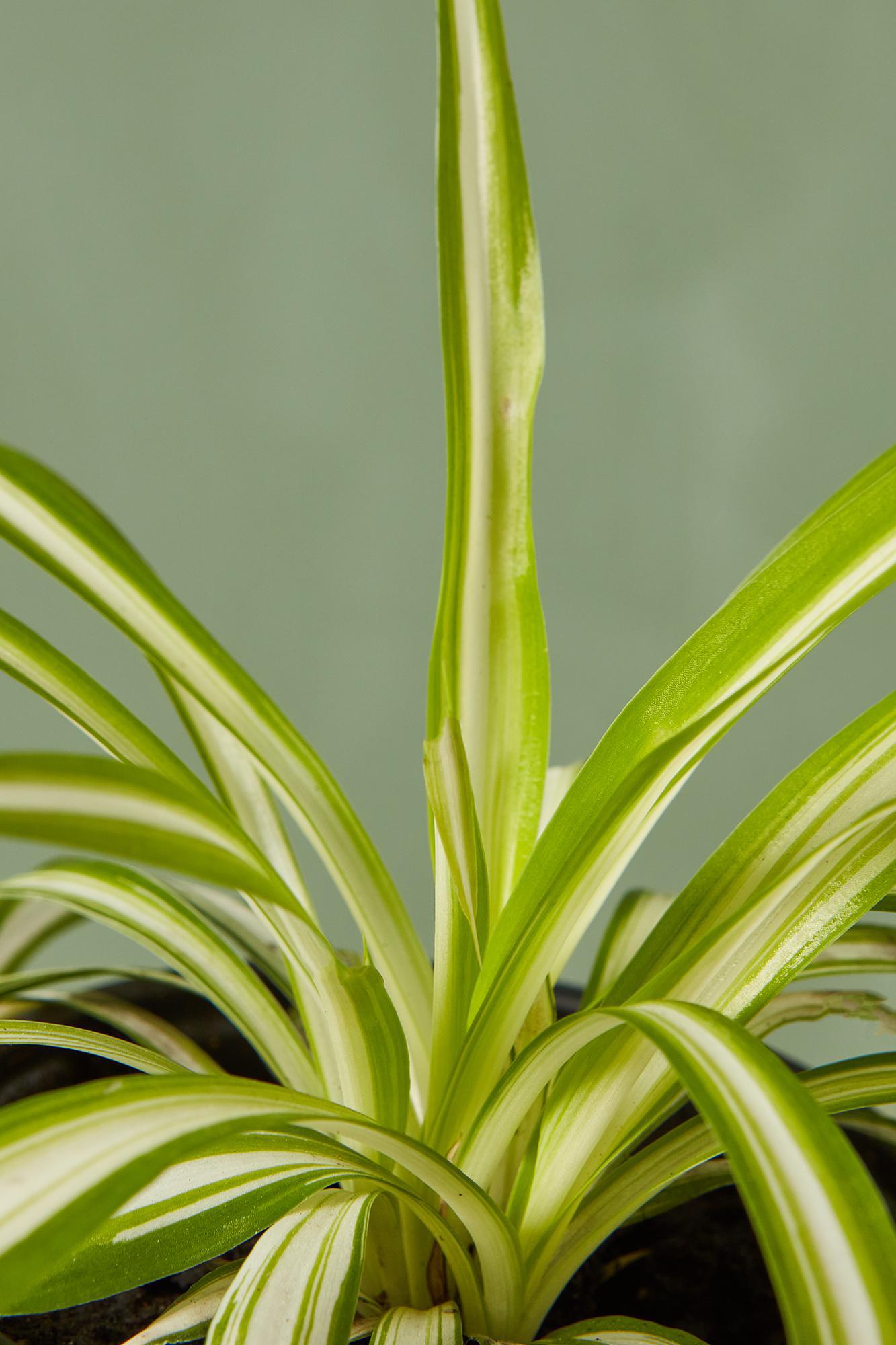 Spider Plant