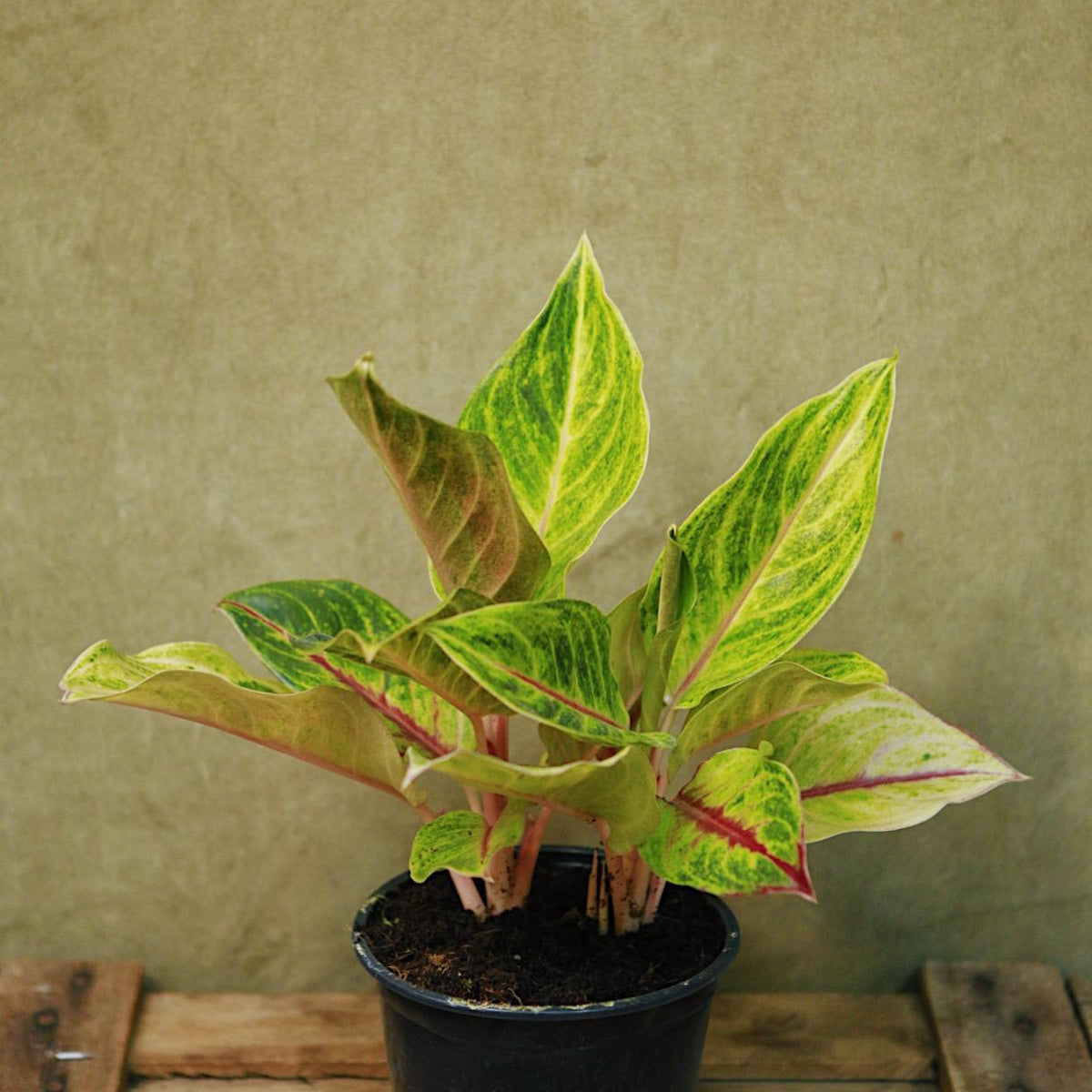 aglaonema golden papaya Aglaonema 'Golden Fluorite'