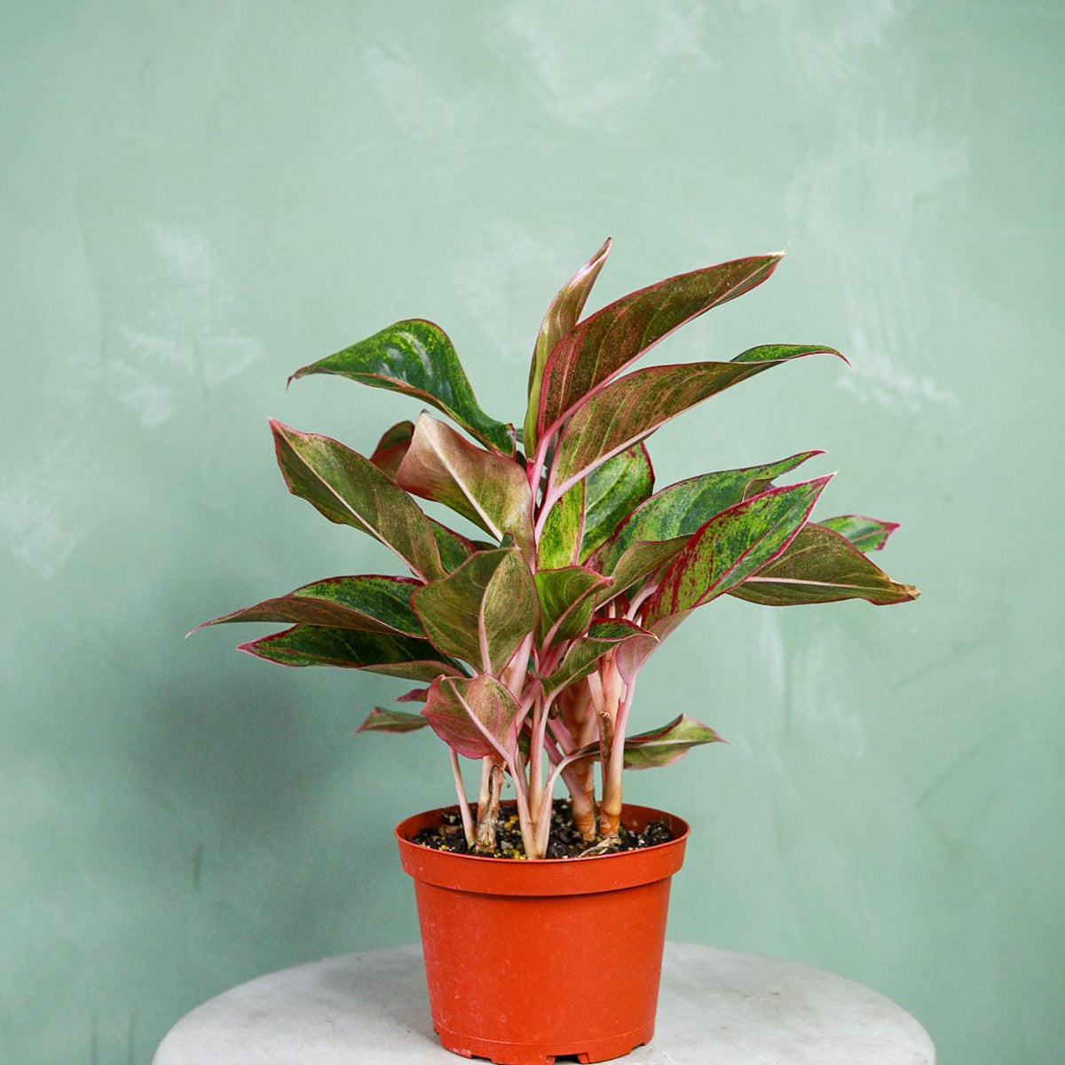 aglaonema commutat red edge Aglaonema 'Creta'
