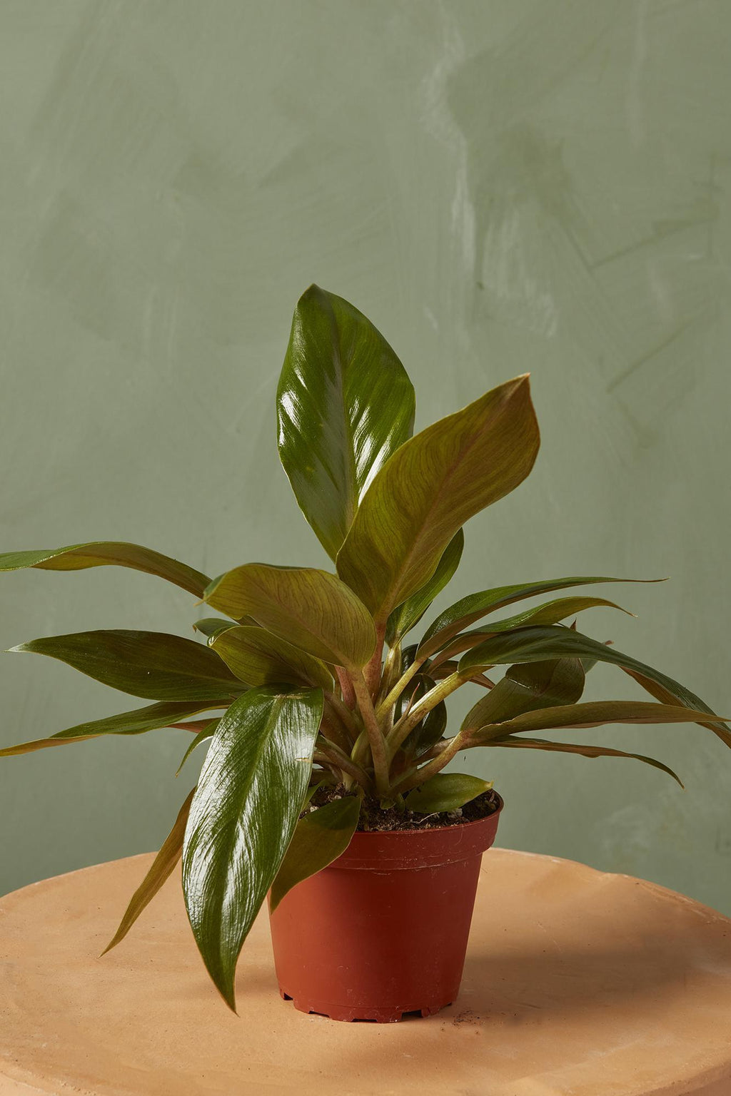 philodendron melinonii price Philodendron 'Melinonii Green'