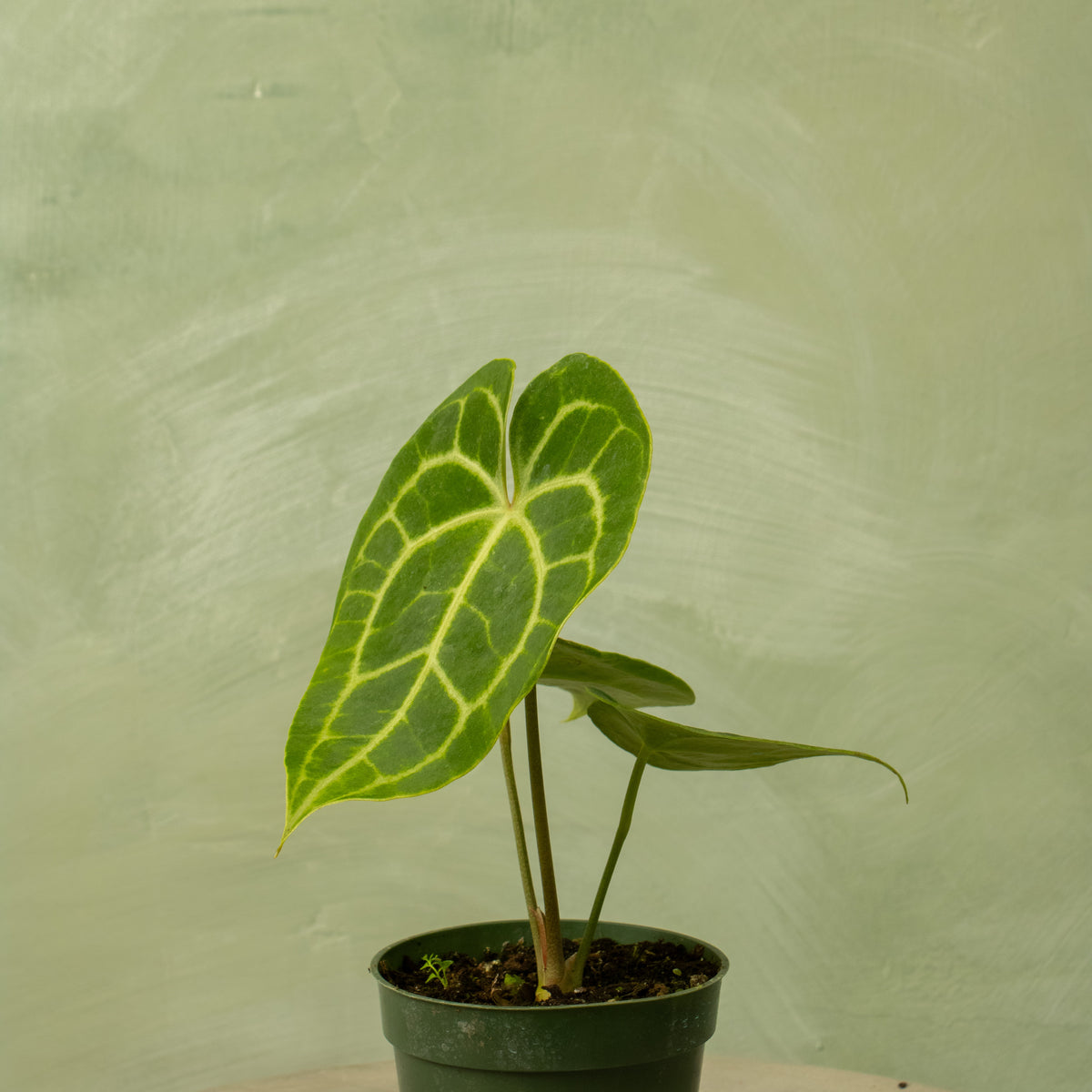Anthurium clarinervium (hybrid)