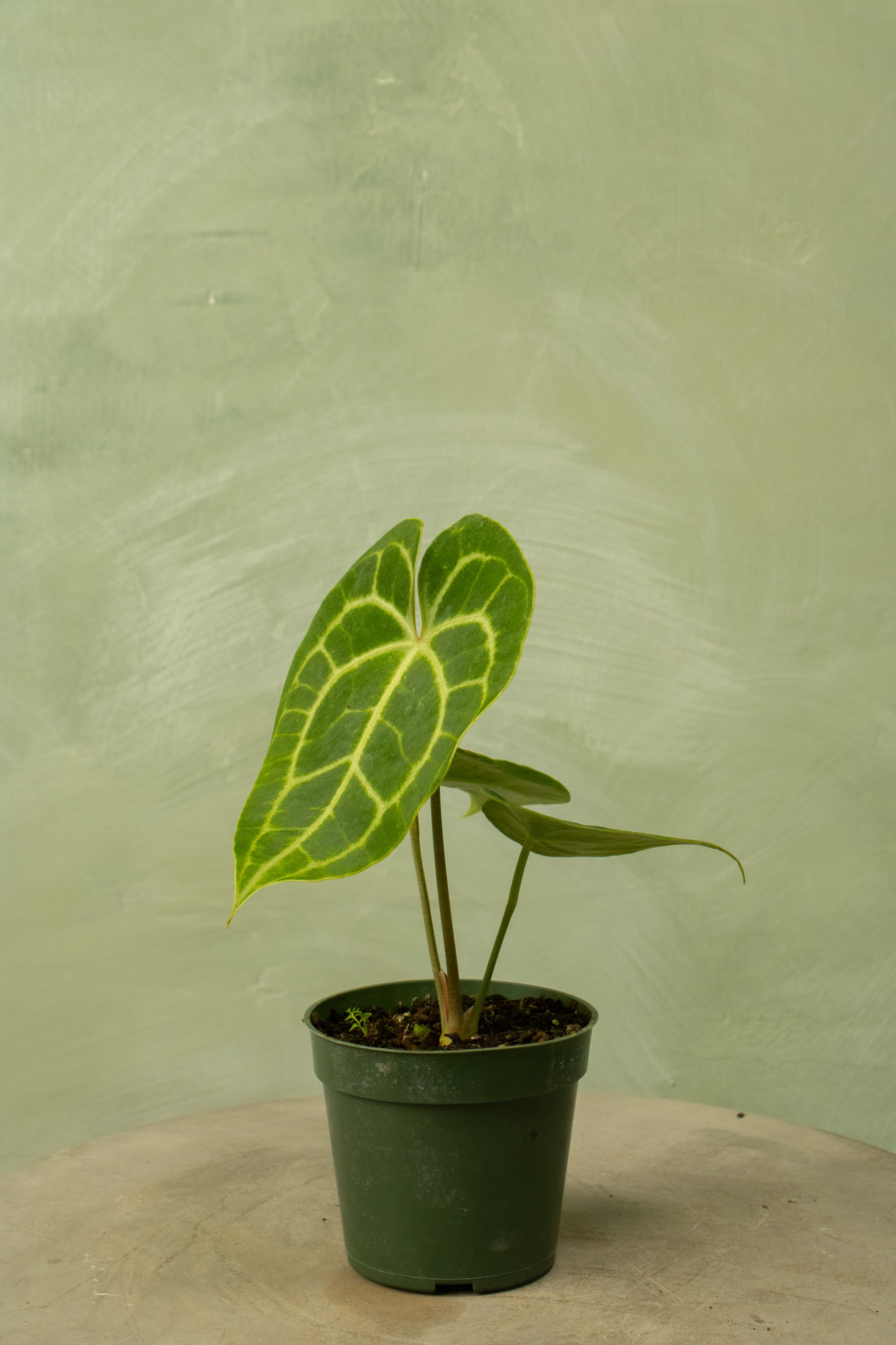 anthurium clarinervium grow light Anthurium clarinervium (hybrid)