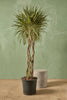 Dracaena Marginata