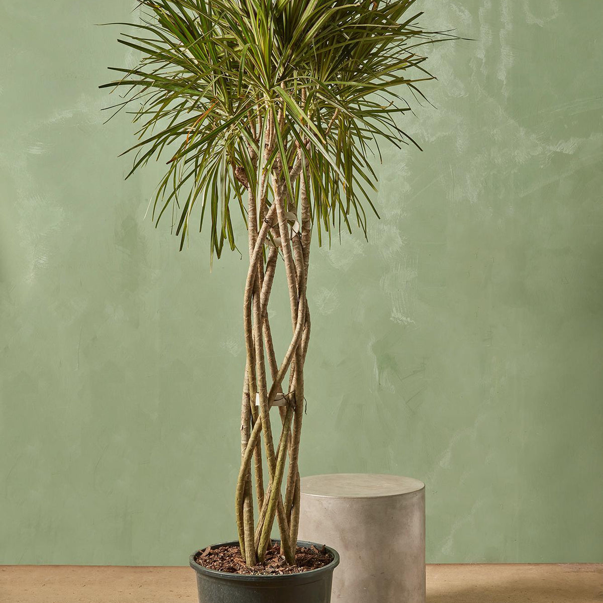 dracaena marginata staggered Dracaena marginata 10" Twist