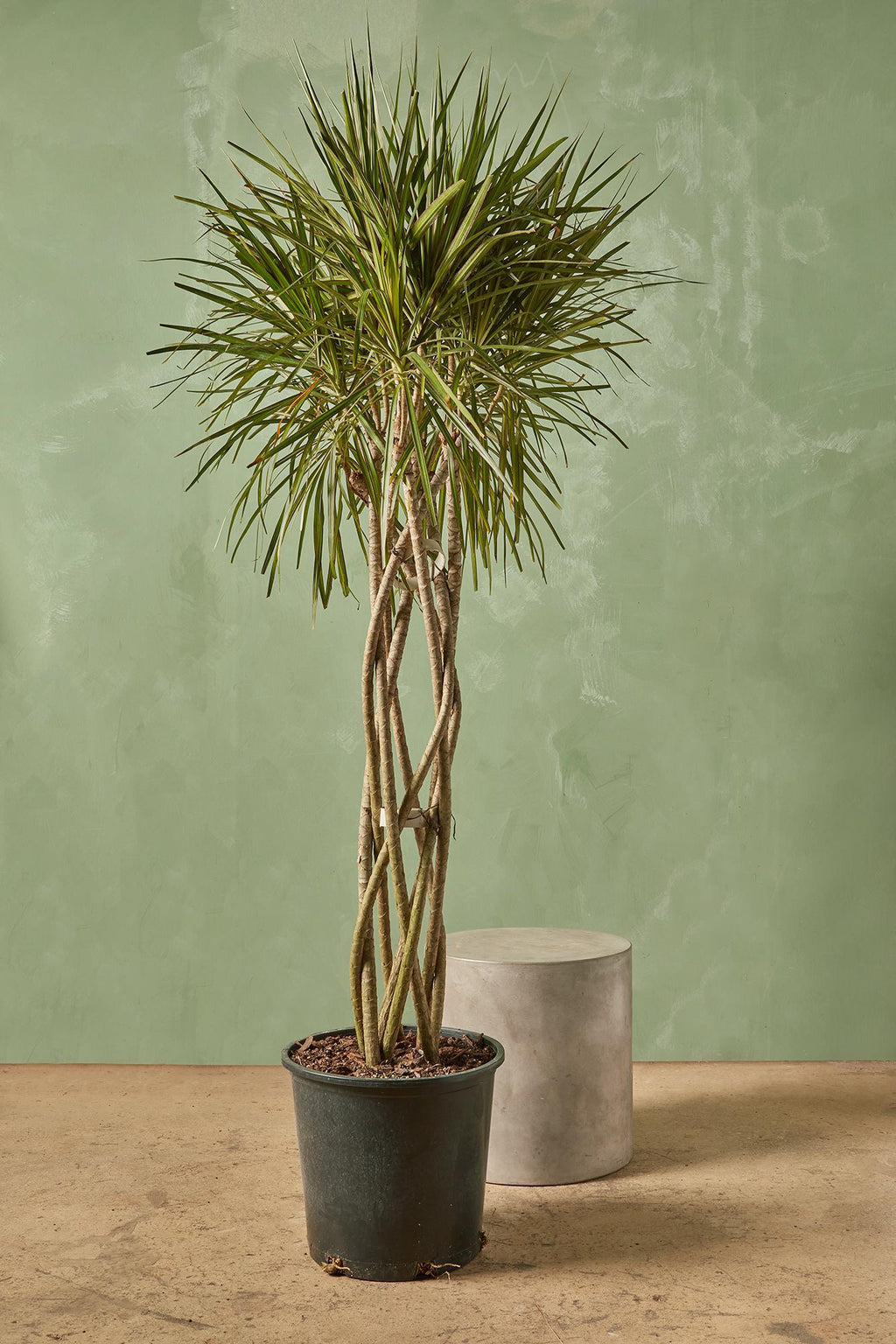 dracaena elegans Dracaena marginata