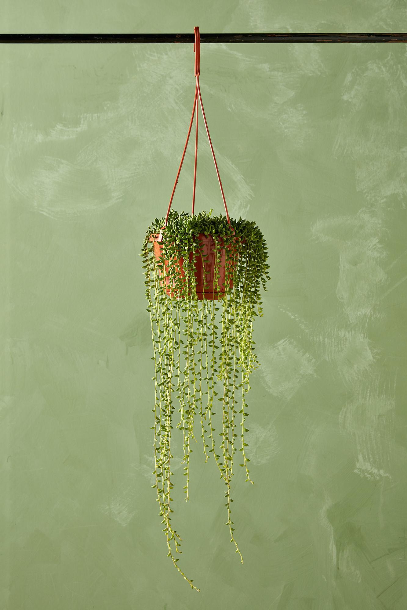 String of Bananas