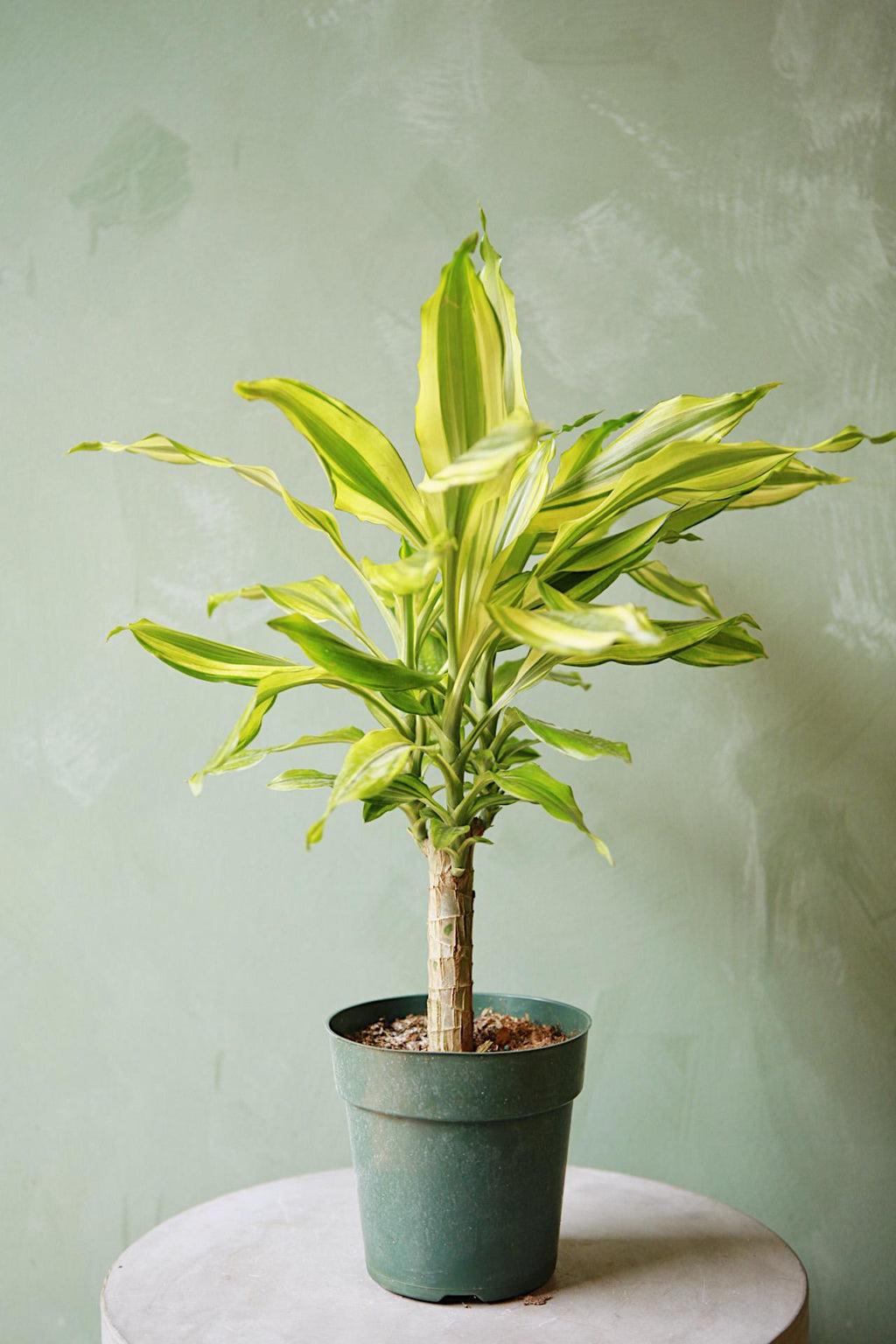 dracaena the sill Dracaena 'Sol'