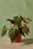 Philodendron 'Micans'