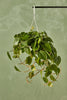 Heart Leaf Philodendron