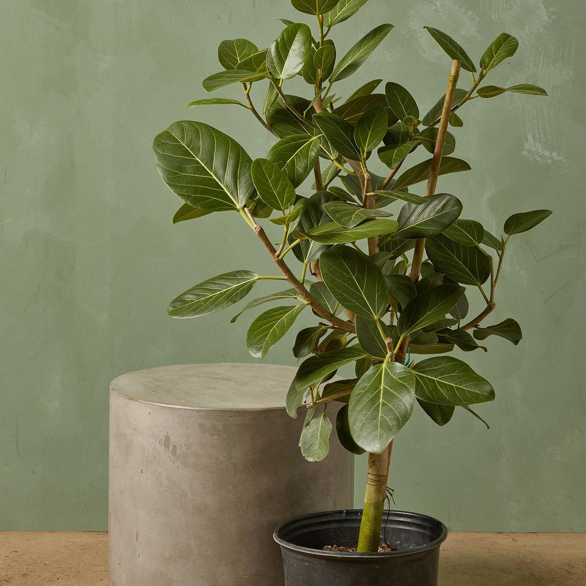 are ficus audrey fast growing Ficus 'Audrey'