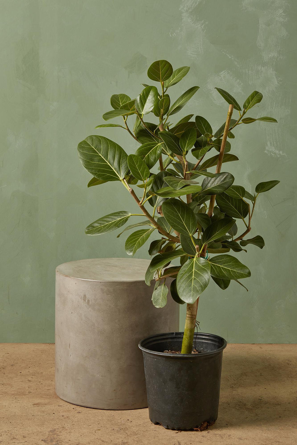 live audrey ficus Ficus 'Audrey'