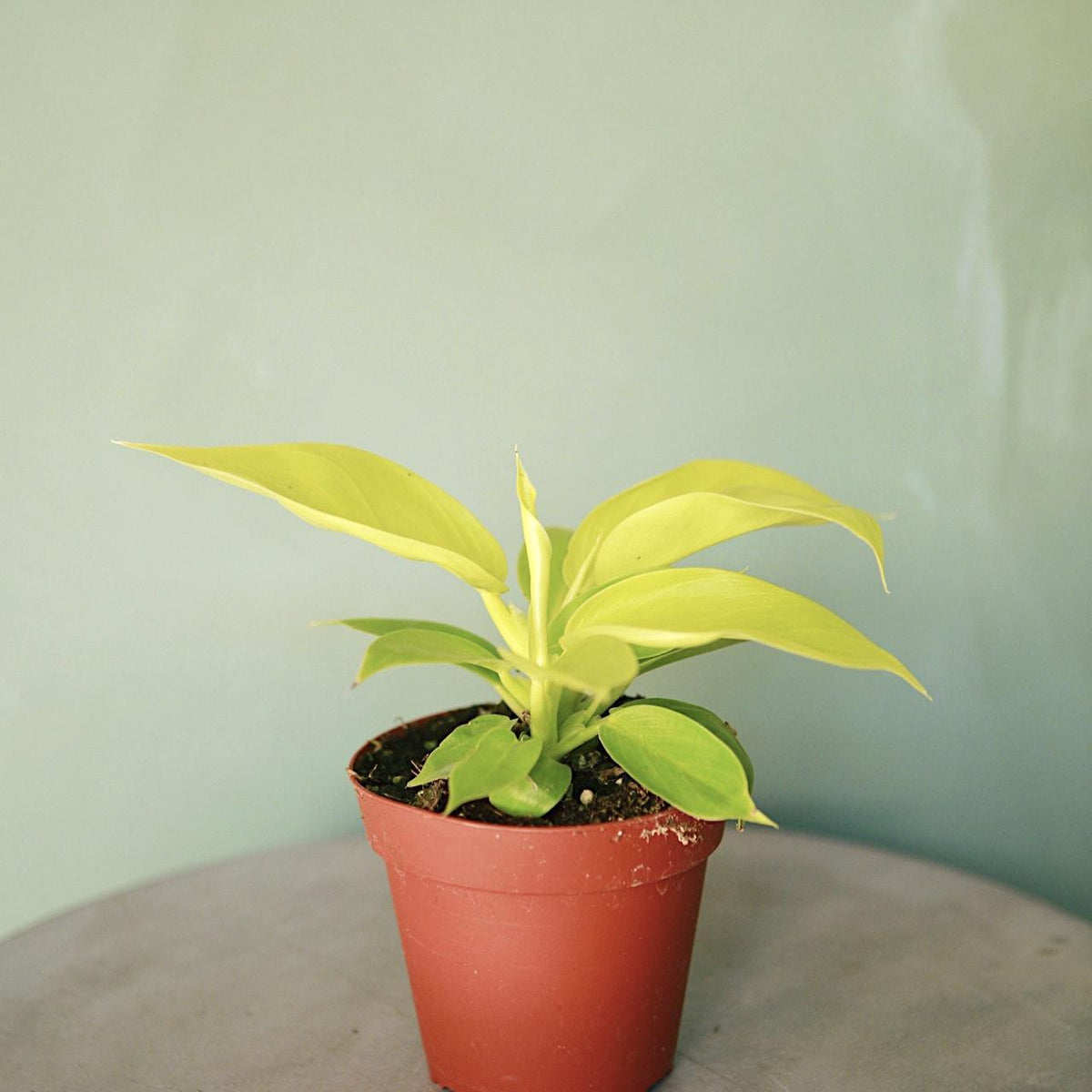 philodendron rush care Philodendron 'Rush'