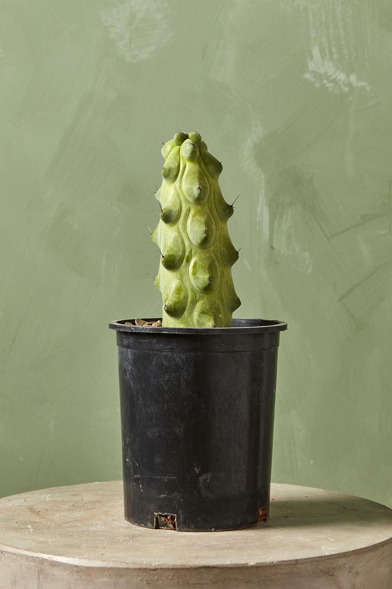 Boobie Cactus