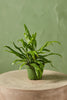 Kangaroo Paw Fern