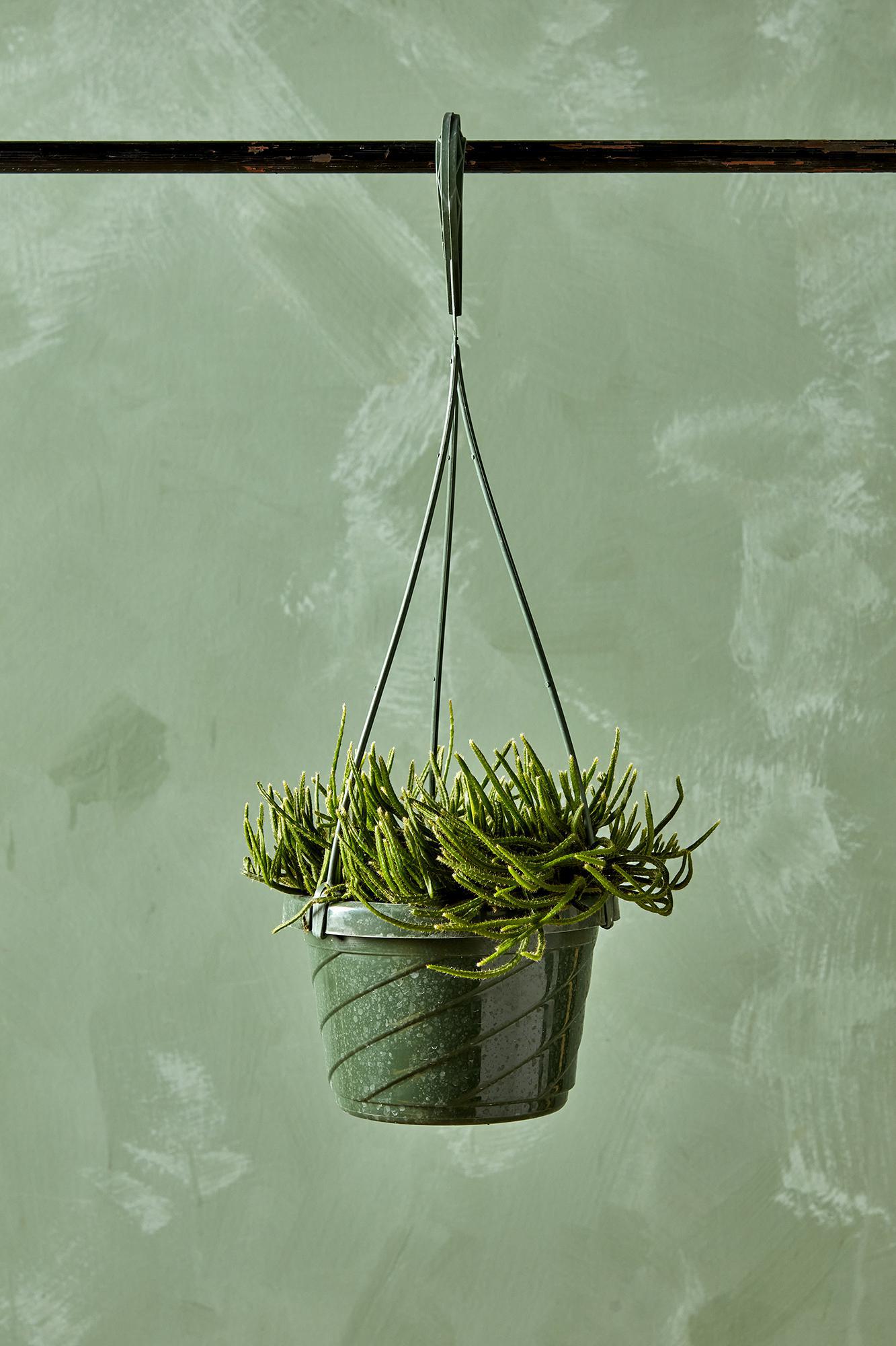 Mistletoe Cactus
